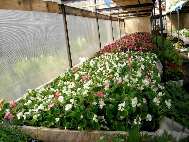 Выращивание роз в теплице из черенка в домашних условиях как бизнес