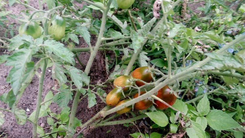 Почему чернеют помидоры: обзор причин, что делать, при сушке, кончики плодов, снизу, стебель, листья, при созревании, способы устранения