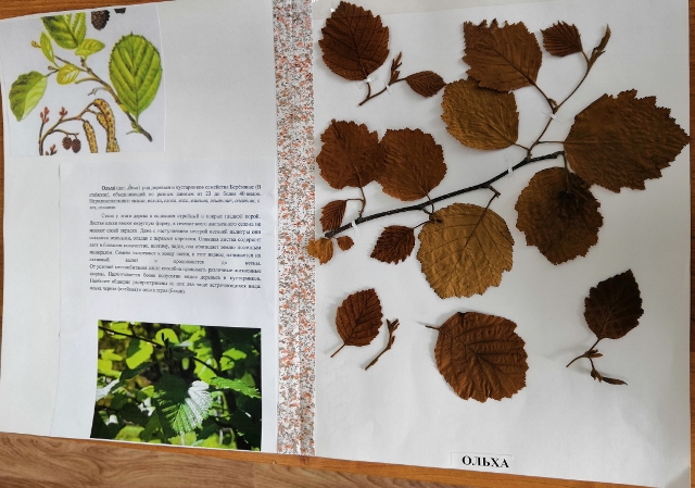 Как красиво оформить гербарий из листьев. рекомендации по сбору и монтировке гербария