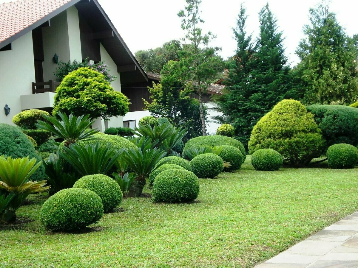 Декоративные деревья и кустарники для сада фото