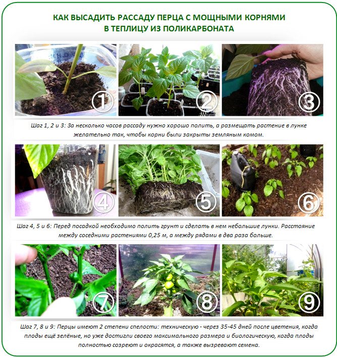 Как правильно садить перцы в теплице схема посадки