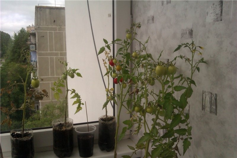 Мини-огородик: огурцы на балконе, 5 правил выращивания