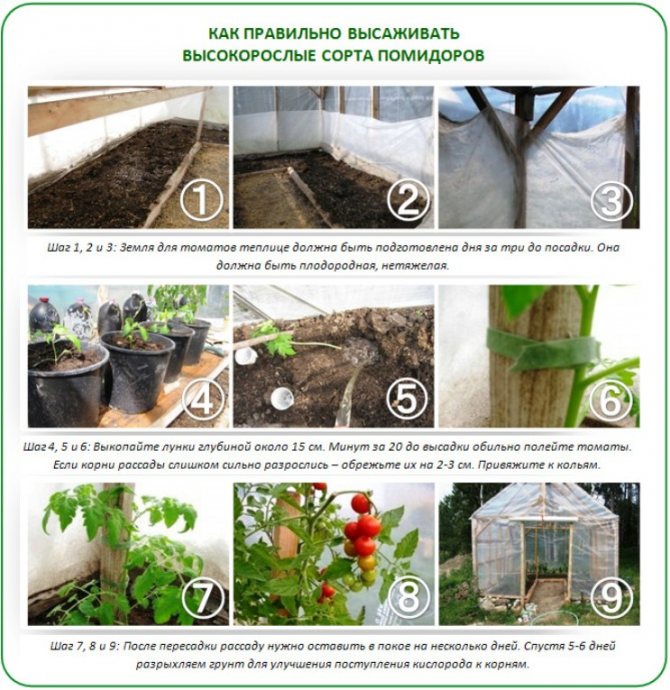 Высадка рассады помидор в теплицу: когда и как высаживать, сроки, время, благоприятные дни, пошаговая инструкция, уход, выращивание, подкормки