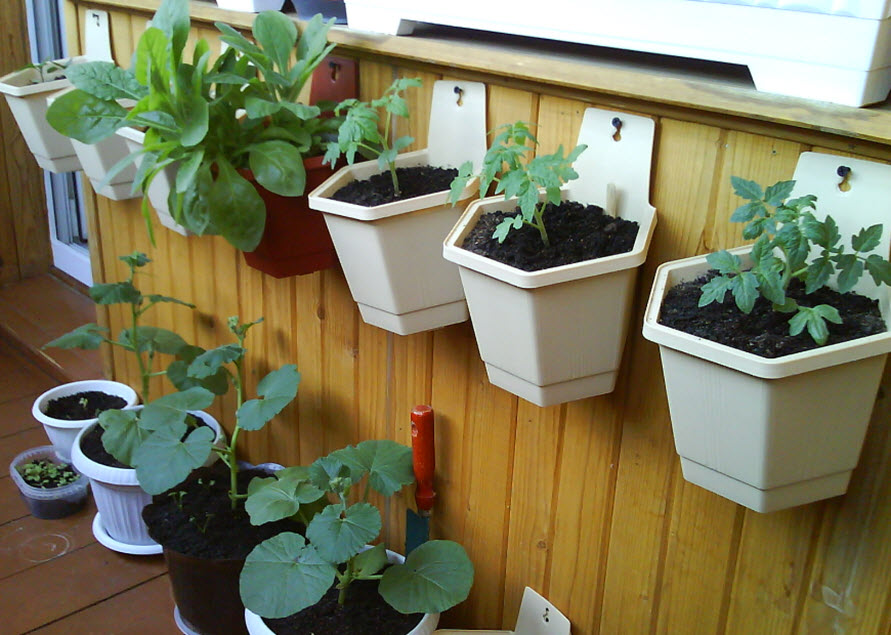 Огород на балконе: что можно вырастить за месяц. часть 1