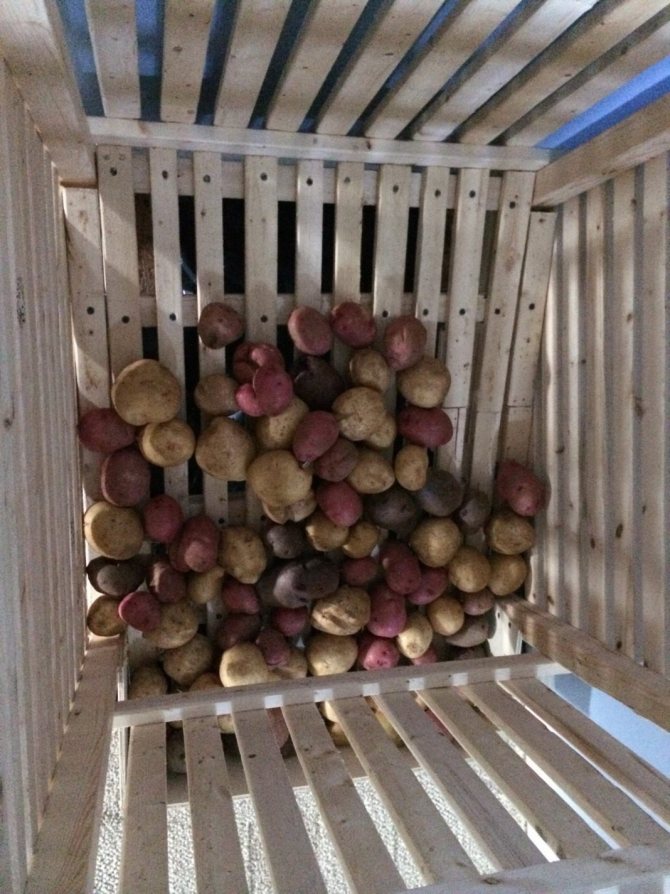 Как хранить картофель на балконе зимой: проверенные способы хранения картошки