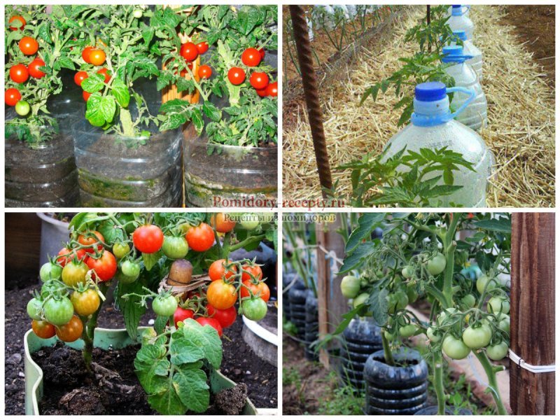 Как часто поливать помидоры в парнике - 90 фото и видео рекомендации по поливу различных сортов