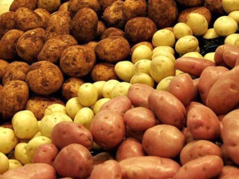 Сорта картофеля для сибири фото с названием
