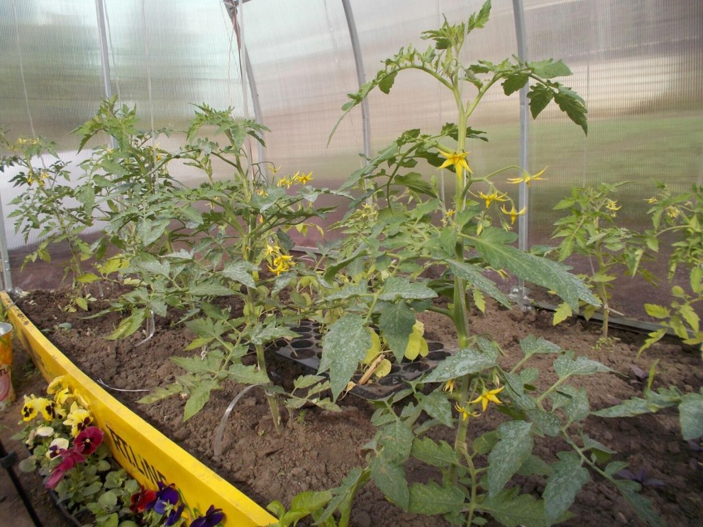 Почему помидоры в теплице цветут, но не завязываются