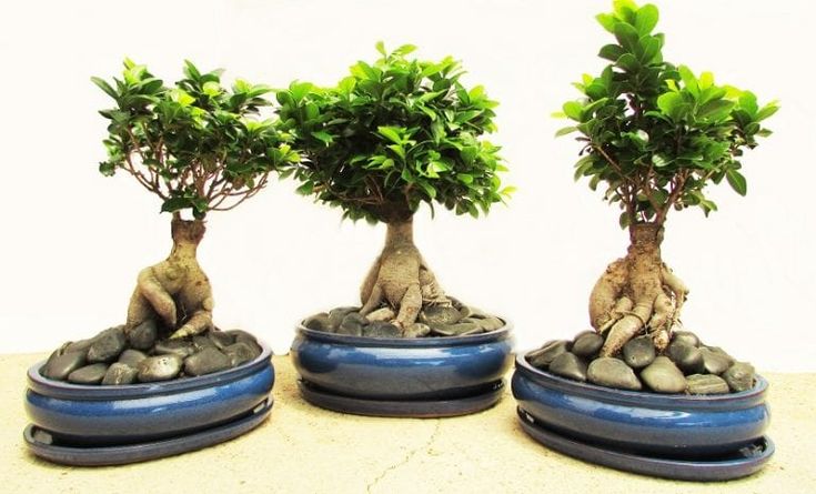 Фикус баньян: фото дерева, уход в домашних условиях