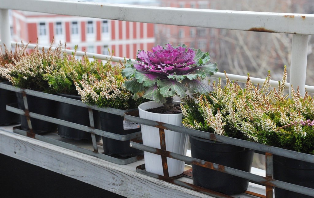 Нежные цветы на балконе: озеленение с помощью растений