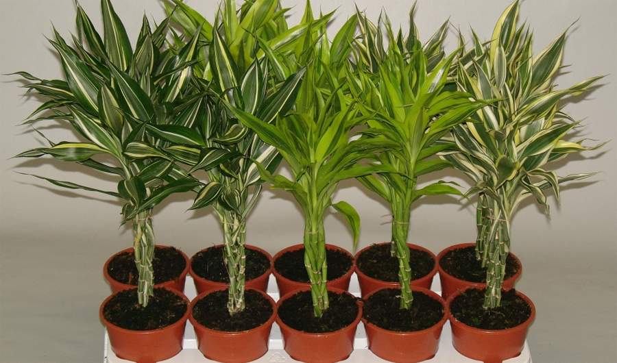 Комнатное растение бамбук: уход, особенности выращивания, размножение