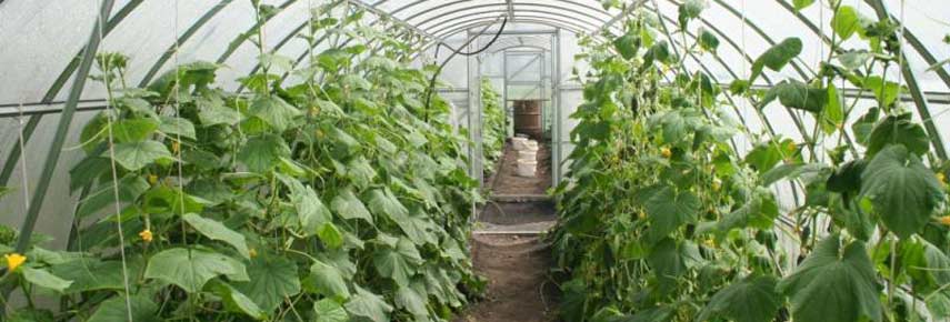 Процесс выращивания огурцов в теплице зимой: 5 важных моментов
