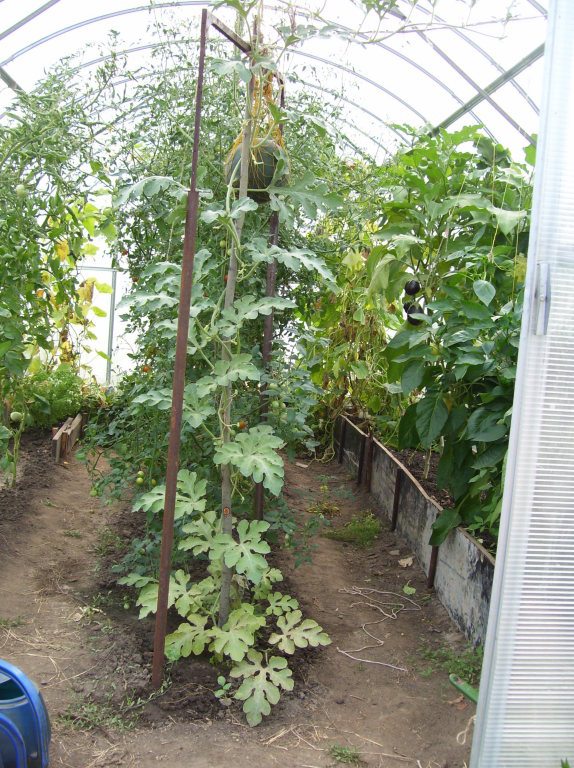 Выращивание арбузов в теплице в подмосковье: посадка и уход, сорт, когда сажать на рассаду + видео » eтеплица