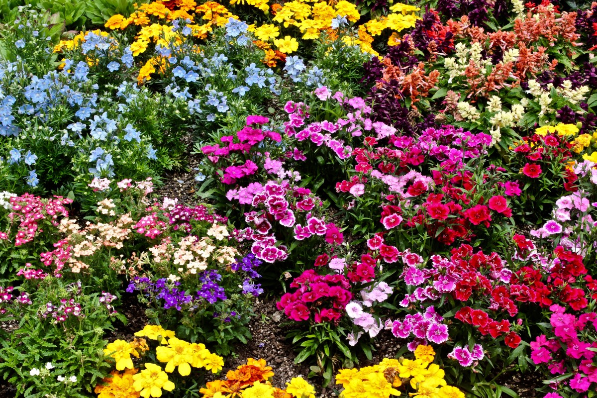 Цветы однолетки неприхотливые и красивые, которые цветут все лето
 - 34 фото