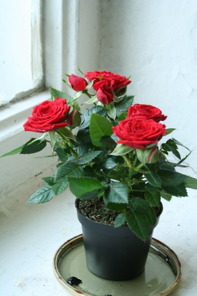 Уход за комнатной розой в горшке: как выбрать комнатную розу, ее адаптация, полив, подготовка к зиме