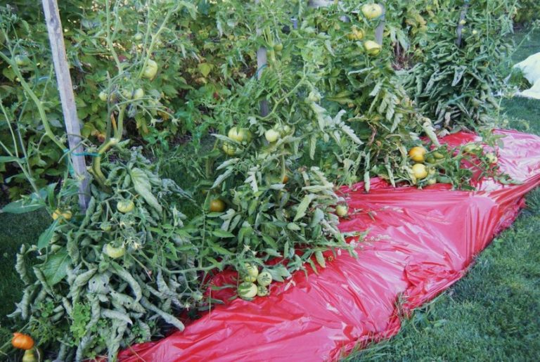 Мульчирование томатов в теплице: как мульчировать помидоры, мульча газетами, видео