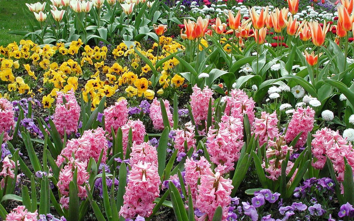 Разновидности луковичных цветов для сада фото и названия