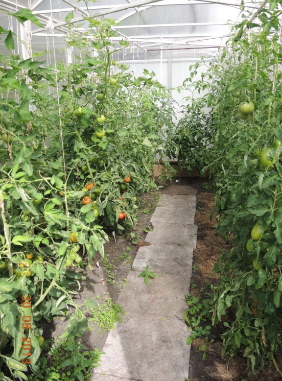 Агротехника выращивания томатов в теплице