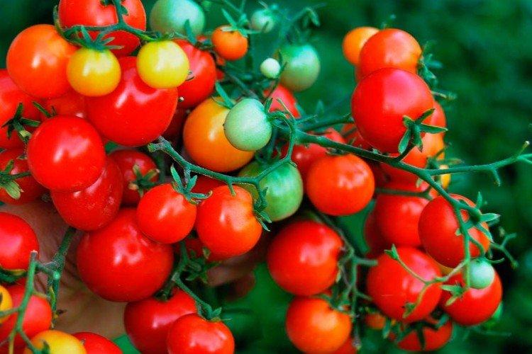 Самые лучшие сорта томатов Черри для теплиц