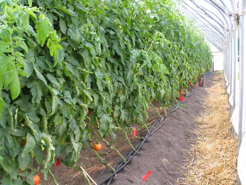 Лучшие полудетерминантные сорта томатов — огород сад цветник