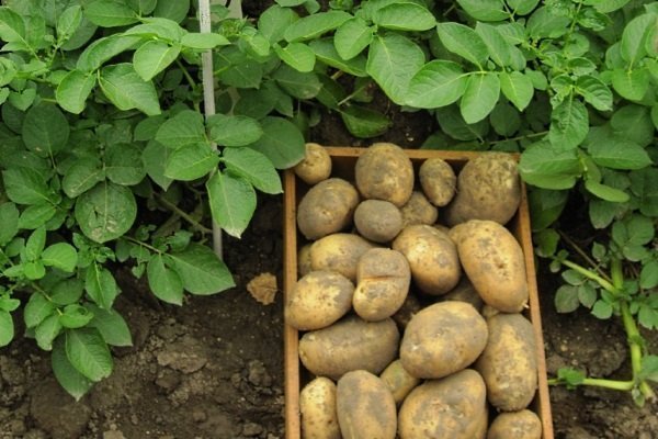 Сорта картофеля: описания, фото, отзывы на supersadovnik.ru