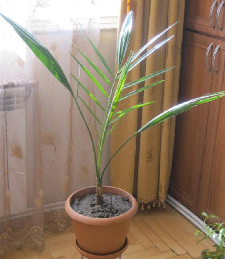 Финиковая пальма из косточки: экзотика у вас дома
