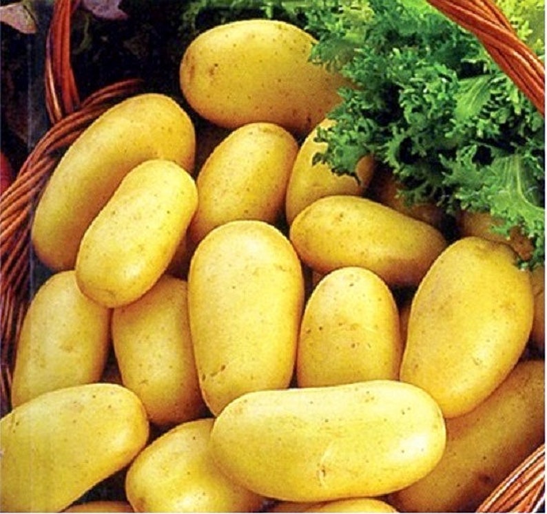 Барин — чипсовый картофель для климата центрального региона