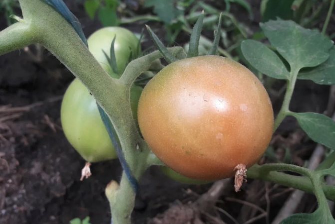Как ускорить созревание помидоров [что делать и как дозаривать ] | сад и огород