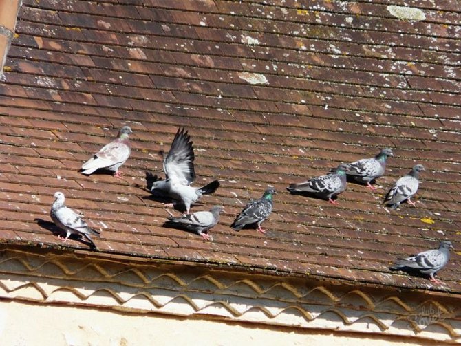 Как избавиться от голубей и их гнезд на балконе?