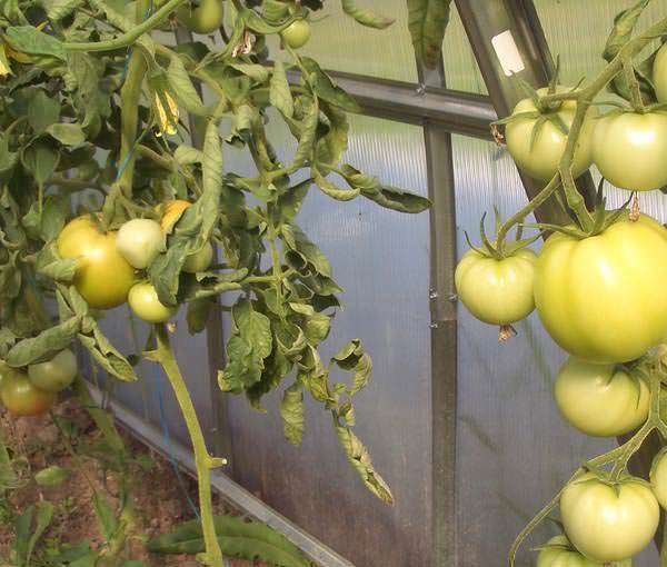 Ускорить созревание помидор: зачем это нужно, лучшие способы дозревания, рекомендации