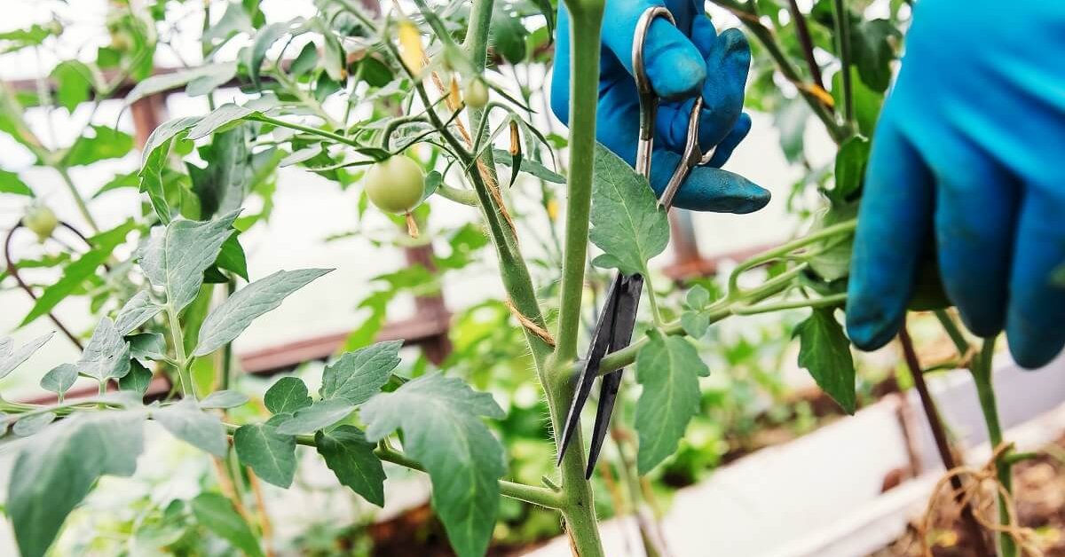 Как правильно обрезать помидоры видео | сад и огород