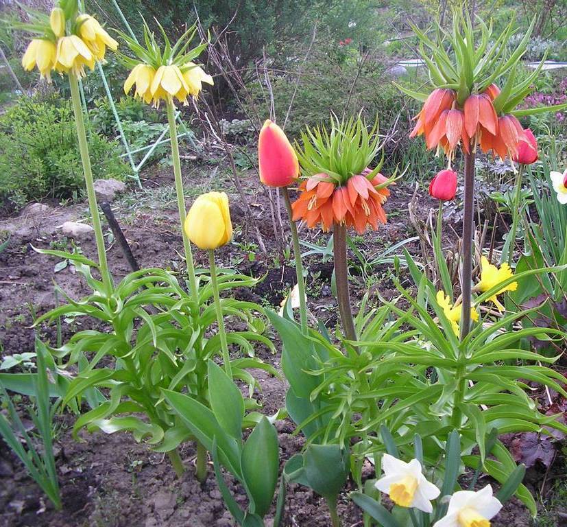 Луковичные цветы (весенние, летние и осенние) для сада: описания сортов, названия и фото + применение в ландшафте