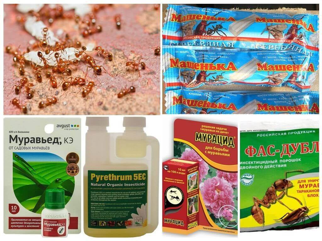 Как избавиться от муравьёв в теплице - химические препараты, физические методы, народные средства