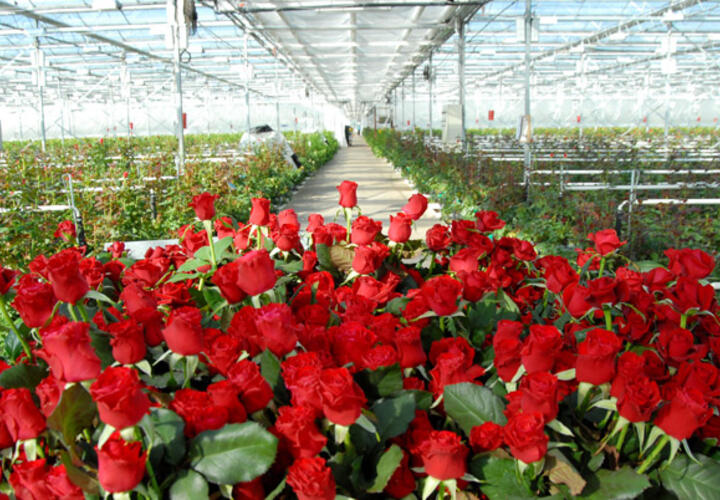 Выращивание роз как бизнес в теплице и открытом грунте бизнес-план успешного выращивания роз на продажу
