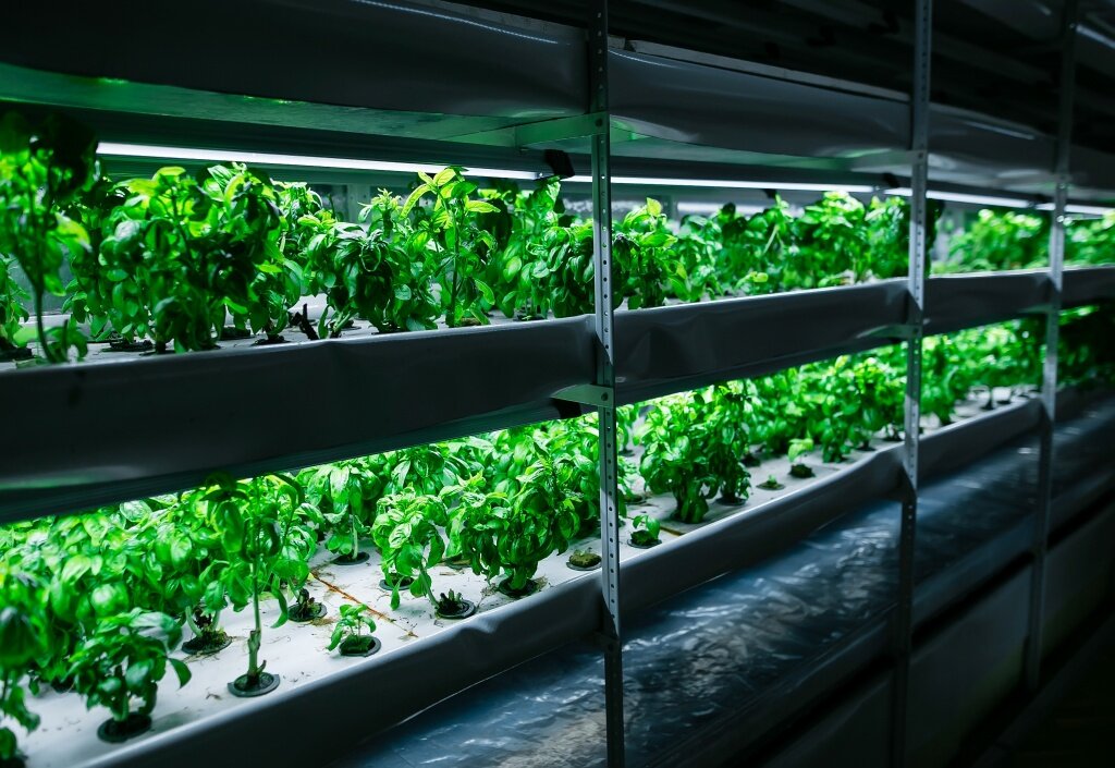 Выращивание зелени в теплице как бизнес - план по выращиванию круглый год на продажу
