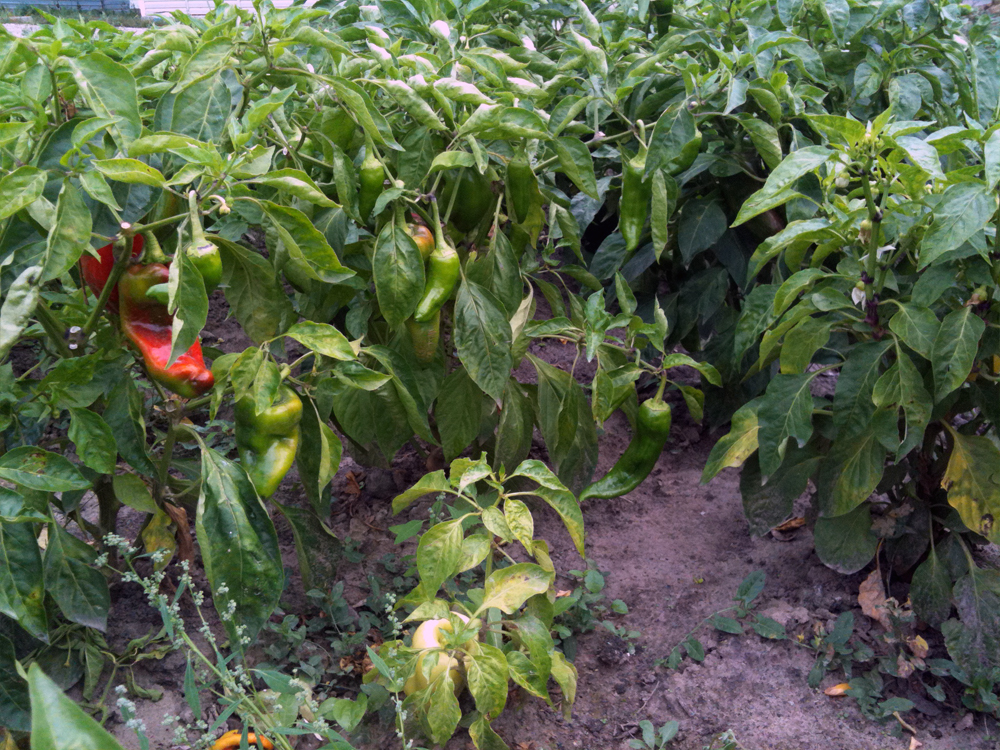 Болгарский перец: выращивание в теплице. посадка и уход за сладким перцем в теплице