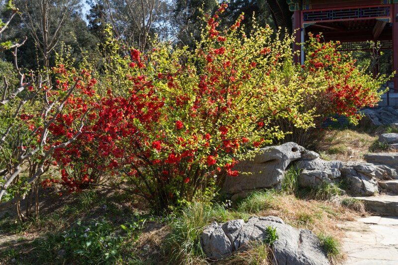 Кустарник японская айва: фото в ландшафтном дизайне дачного и садового участка
