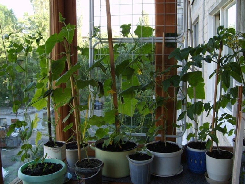 Как вырастить огурцы на балконе: 5 шагов до урожая