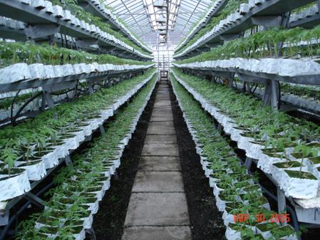 Ремонтантная клубника: особенности выращивания в тепличных условиях