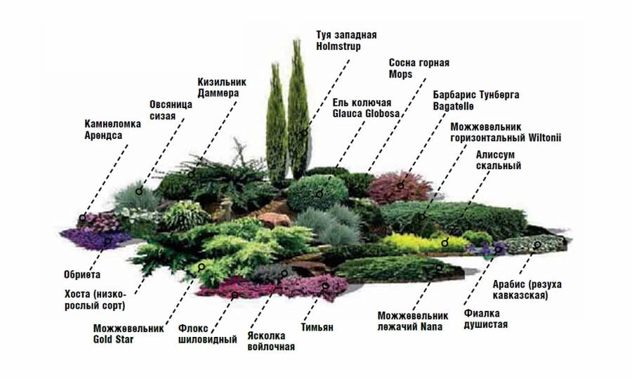 Альпийская горка - 84 фото самого популярного растения для дизайна