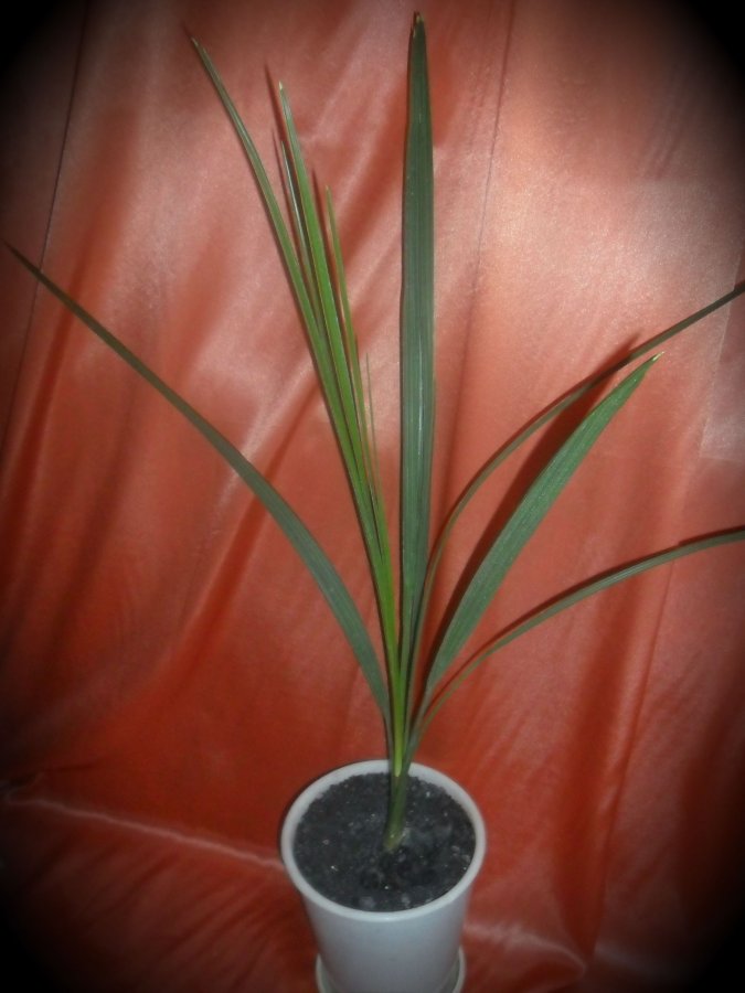 Финиковая пальма: описание, уход, выращивание (50 фото) +отзывы