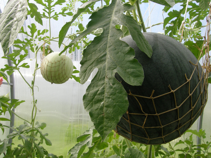 Выращивание арбузов в теплице: посадка и уход, схема формирования с фото