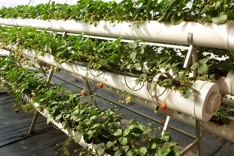 Выращивание клубники по голландской технологии в теплице