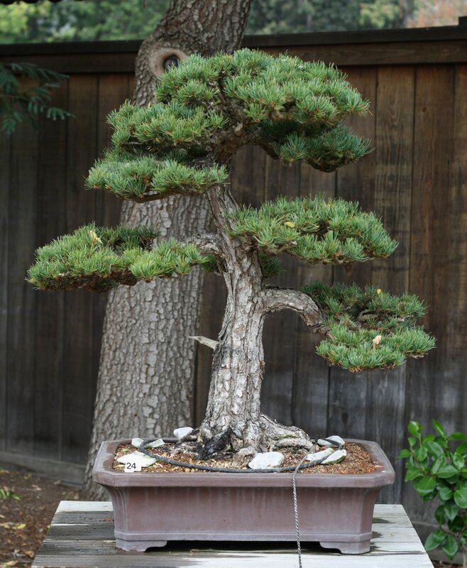 Дерево бонсай: фото японского комнатного живого растения и описание маленького карликового китайского цветка дома, условия для декоративного и мини и его значение