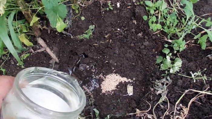Как избавиться от муравьев в доме и на огороде навсегда?