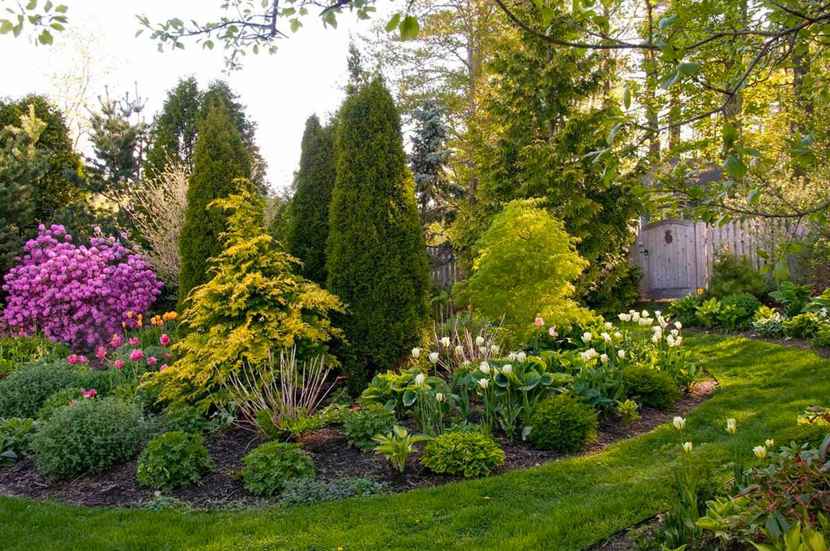 Декоративные растения: 105 фото вариантов благоустройства сада или участка