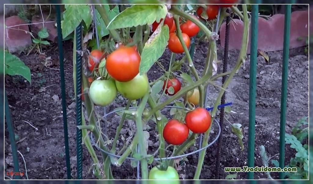 Лучшие сорта томатов (помидоров) на 2021 год для урала и сибири. отзывы и фото сортов томатов
