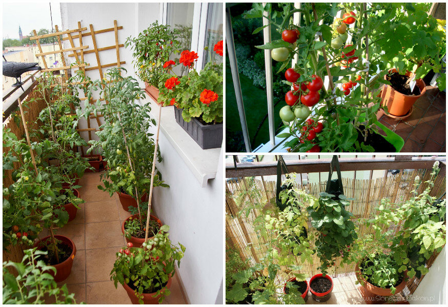 Огород на балконе или лоджии: перец, редиска, кабачки, картошка