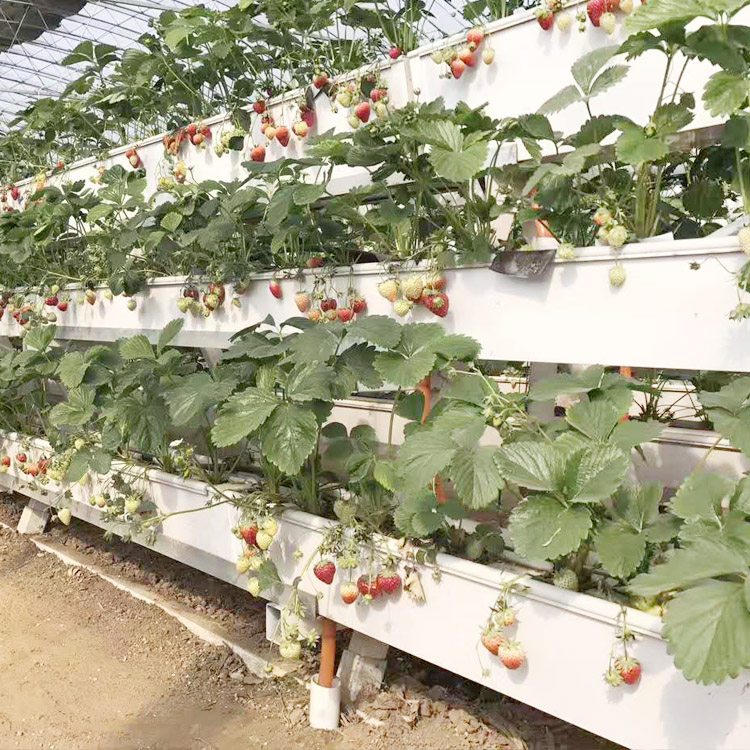 Выращивание клубники в теплице круглый год: как выращивать, технология изготовления своими руками