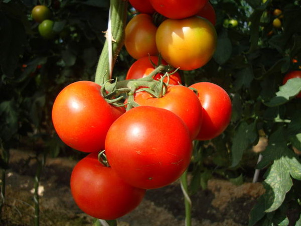 Топ-10 лучших сортов томатов для теплиц – рейтинг 2020 года